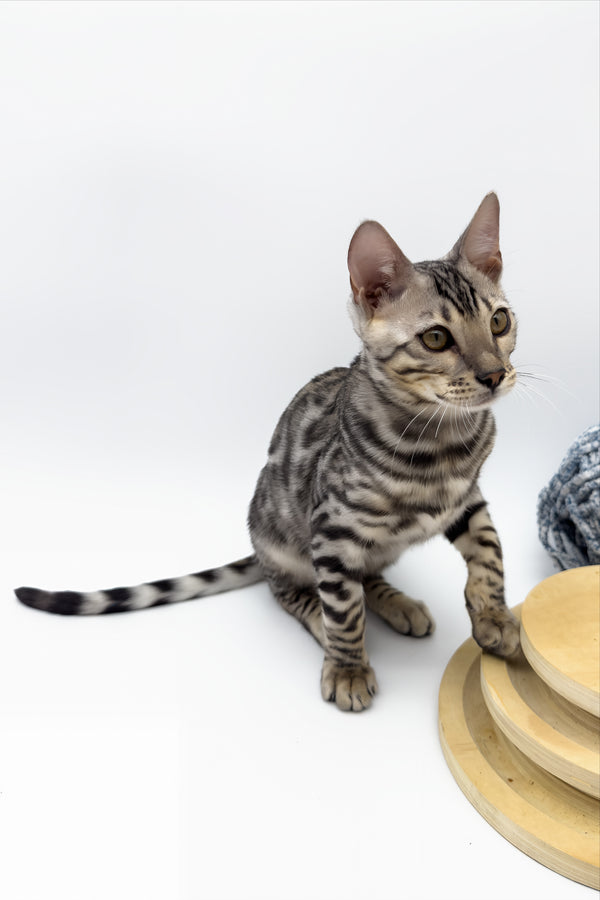 Bartacus | Bengal Kitten