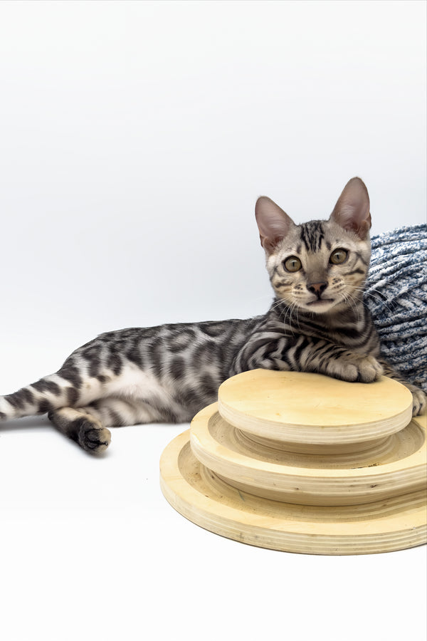 Bartacus | Bengal Kitten