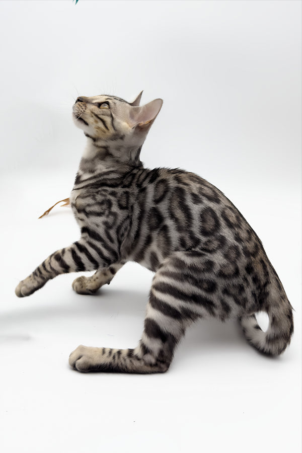 Bartacus | Bengal Kitten