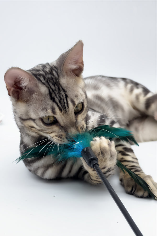 Bartacus | Bengal Kitten