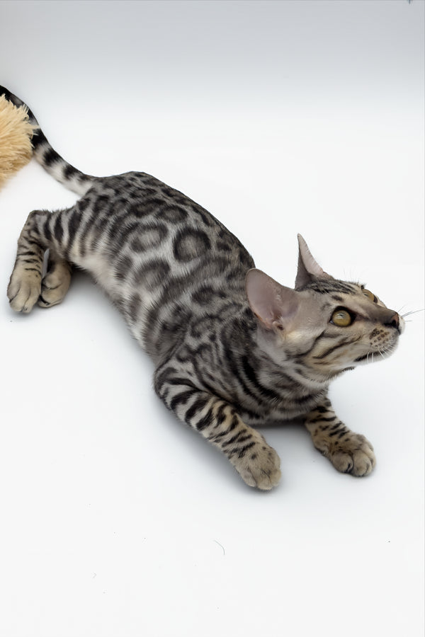 Bartacus | Bengal Kitten