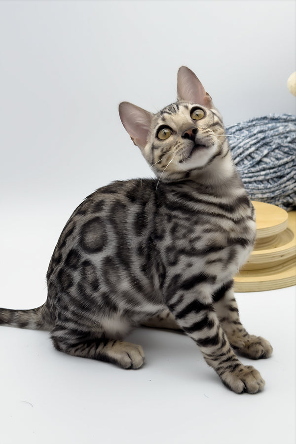 Bartacus | Bengal Kitten
