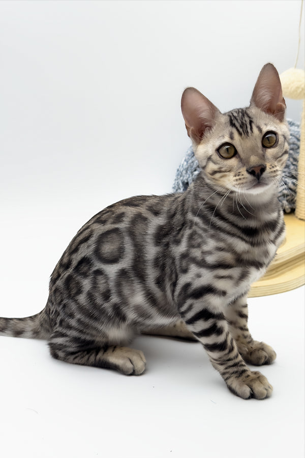Bartacus | Bengal Kitten