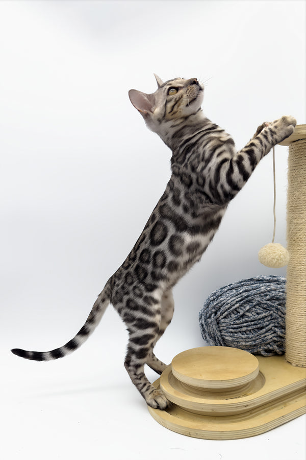 Bartacus | Bengal Kitten