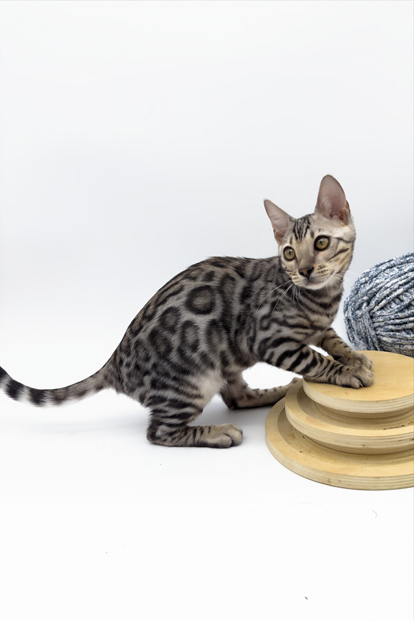 Bartacus | Bengal Kitten