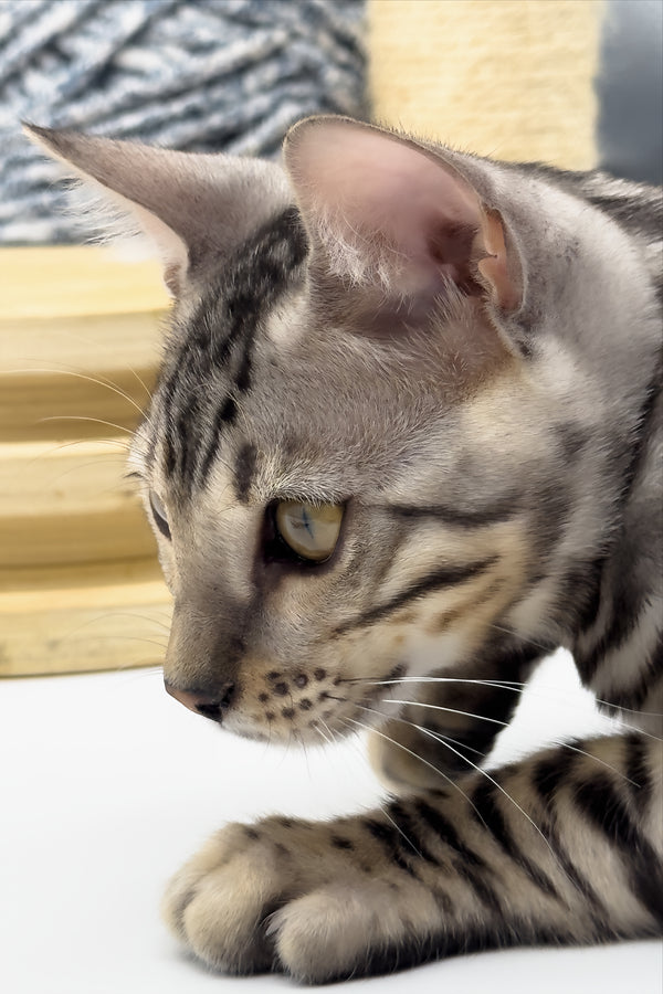 Bartacus | Bengal Kitten