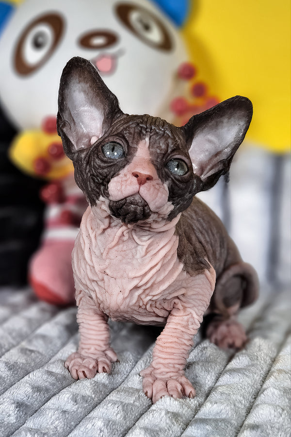 Basalt | Canadian Sphynx Kitten