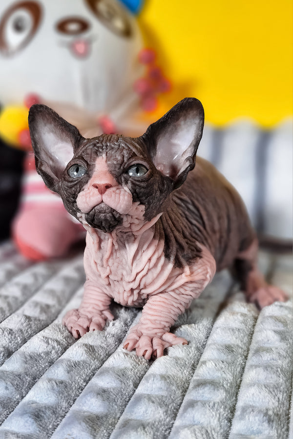 Basalt | Canadian Sphynx Kitten