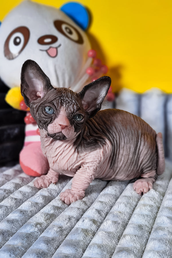 Basalt | Canadian Sphynx Kitten