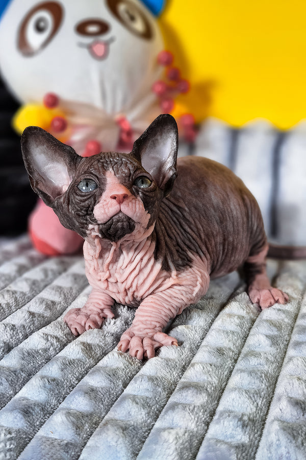 Basalt | Canadian Sphynx Kitten