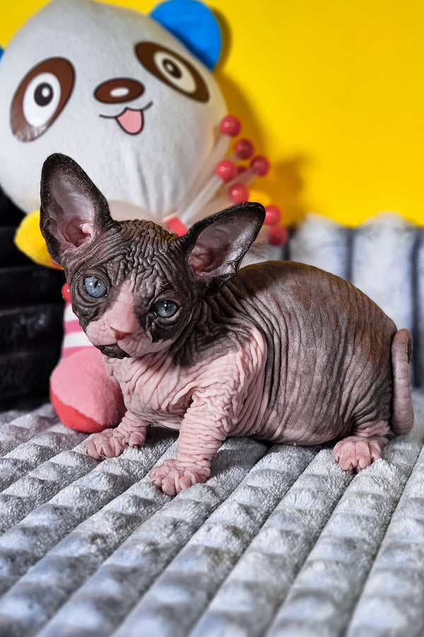 Basalt | Canadian Sphynx Kitten