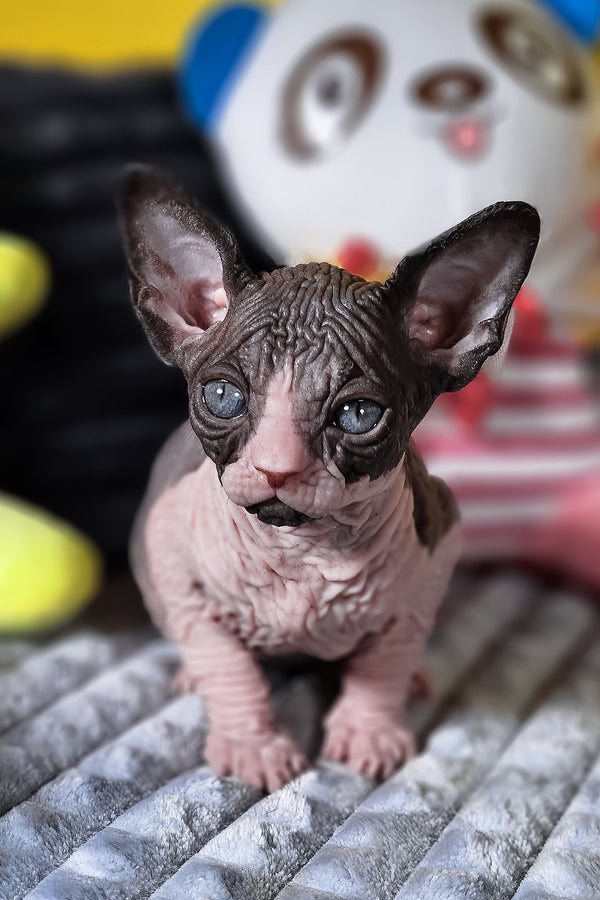 Basalt | Canadian Sphynx Kitten