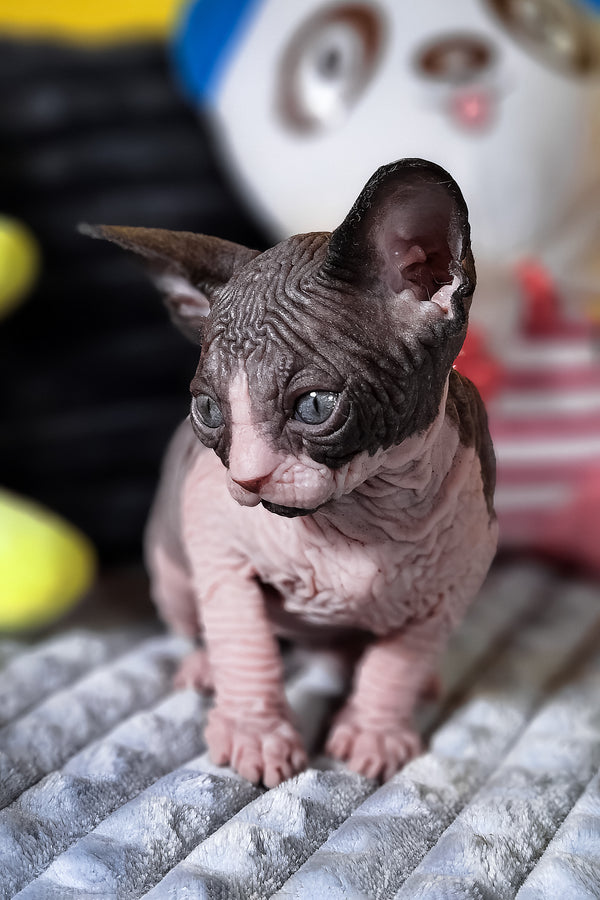 Basalt | Canadian Sphynx Kitten