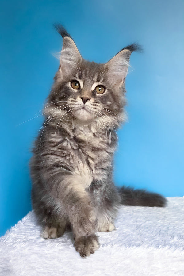 Bassi | Maine Coon Kitten
