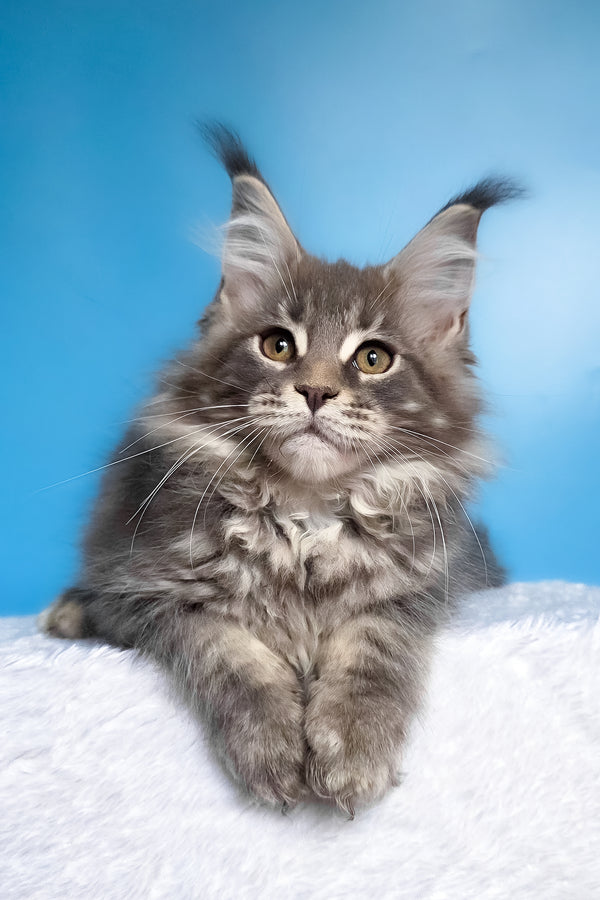 Bassi | Maine Coon Kitten