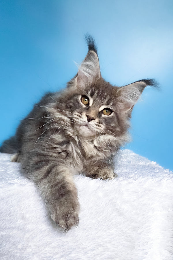 Bassi | Maine Coon Kitten