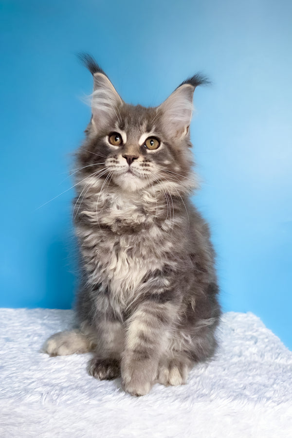 Bassi | Maine Coon Kitten