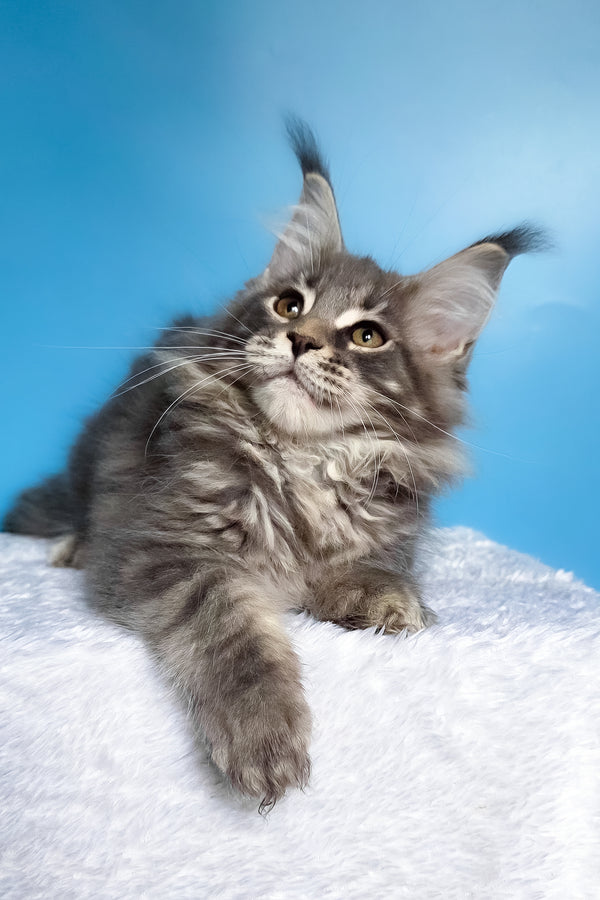 Bassi | Maine Coon Kitten