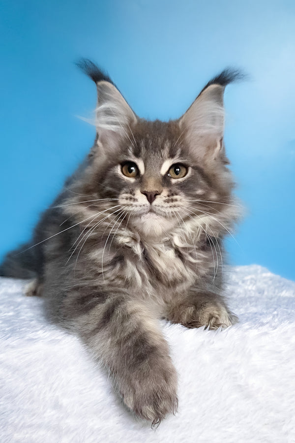 Bassi | Maine Coon Kitten
