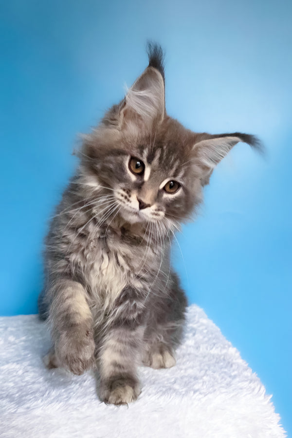Bassi | Maine Coon Kitten