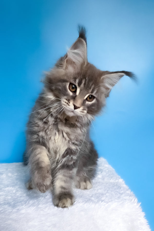 Bassi | Maine Coon Kitten