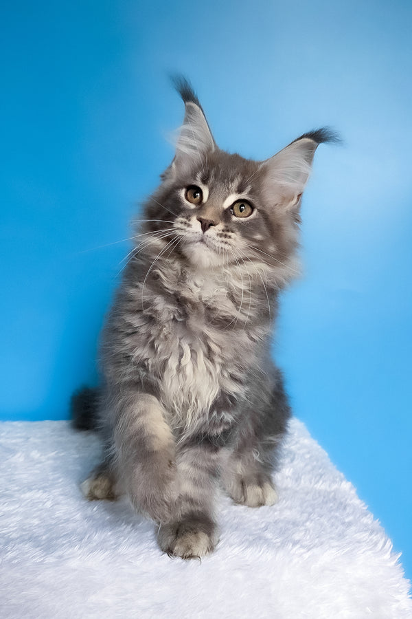 Bassi | Maine Coon Kitten