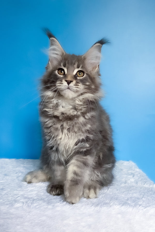 Bassi | Maine Coon Kitten