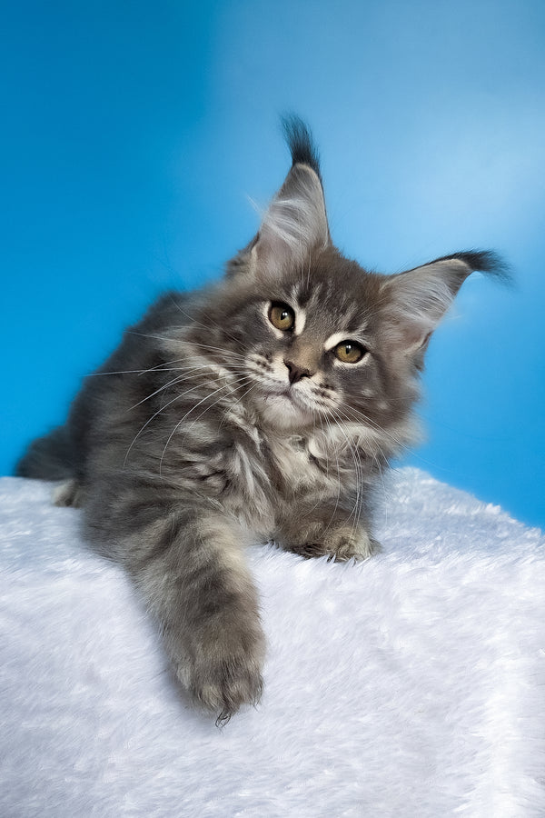 Bassi | Maine Coon Kitten