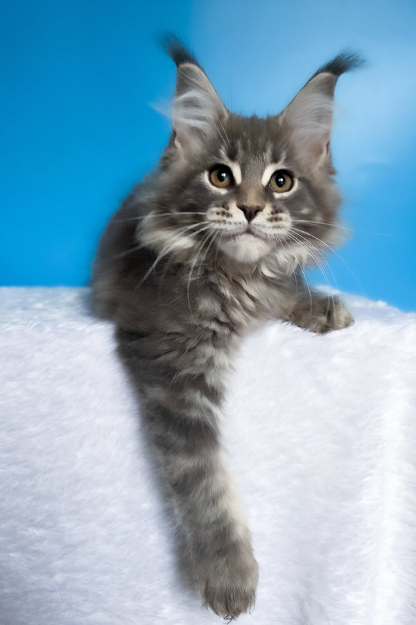Bassi | Maine Coon Kitten