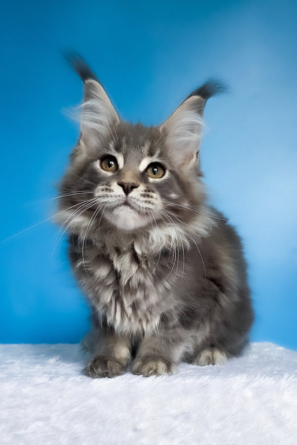 Bassi | Maine Coon Kitten