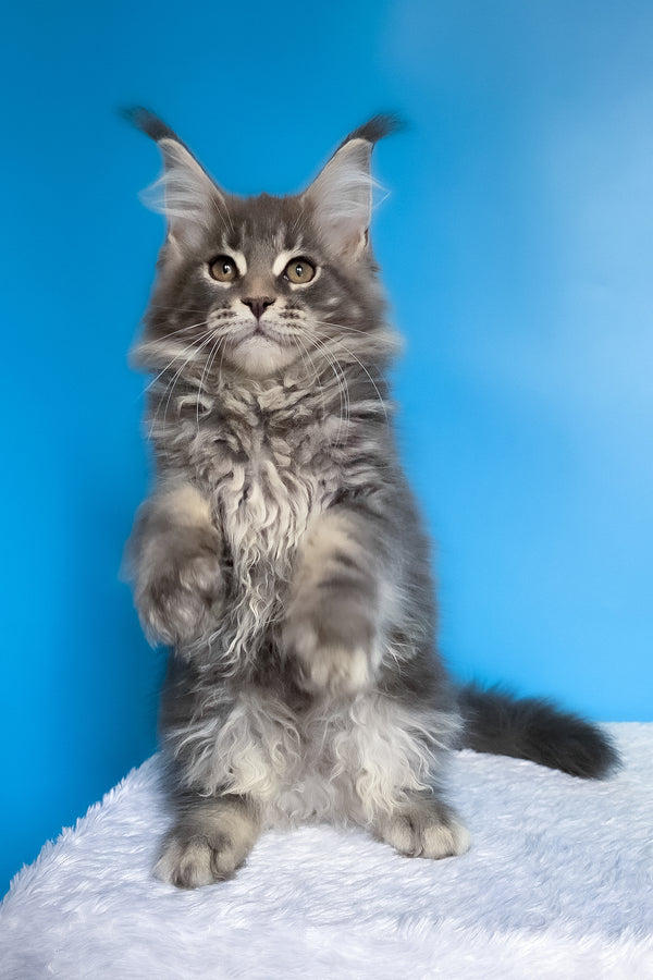 Bassi | Maine Coon Kitten