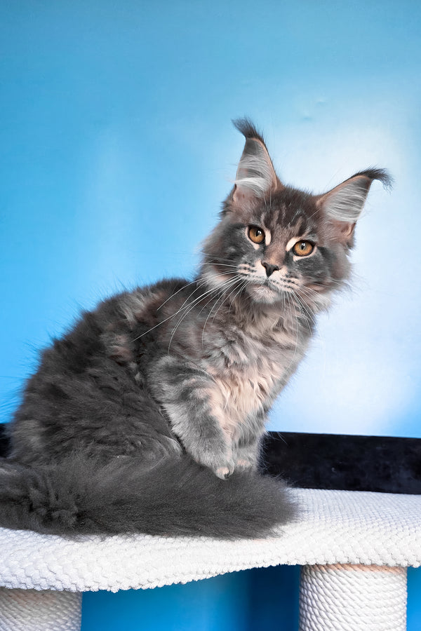 Bassi | Maine Coon Kitten