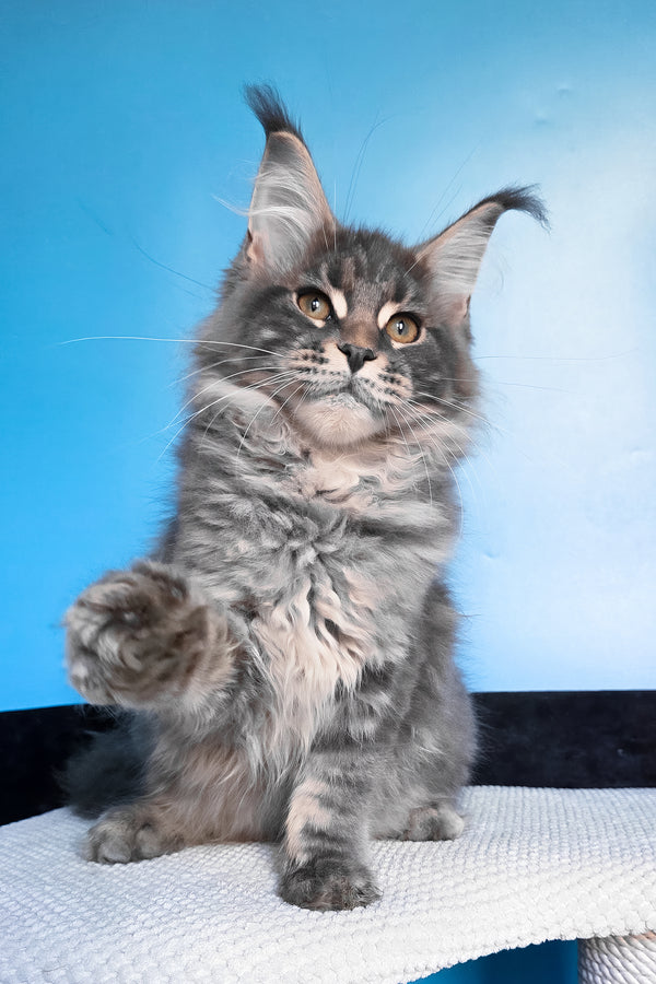 Bassi | Maine Coon Kitten