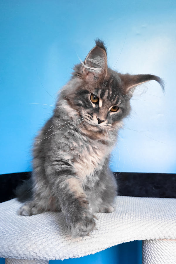 Bassi | Maine Coon Kitten