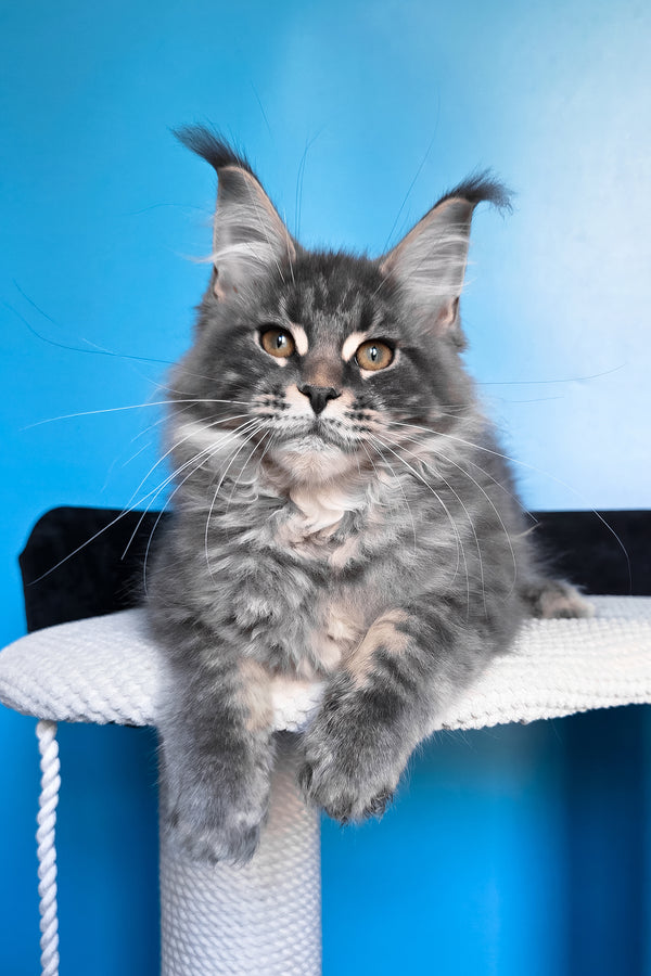 Bassi | Maine Coon Kitten