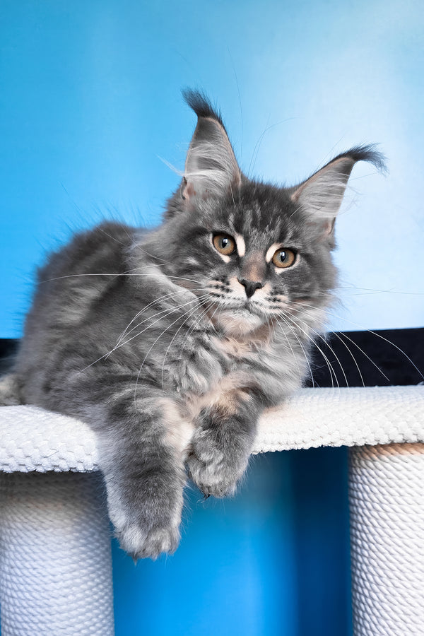 Bassi | Maine Coon Kitten