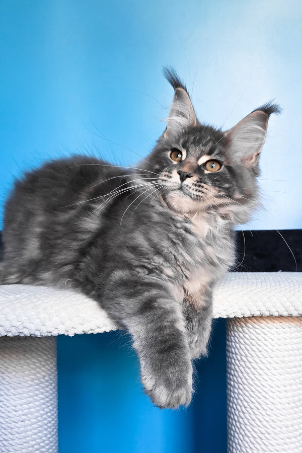 Bassi | Maine Coon Kitten