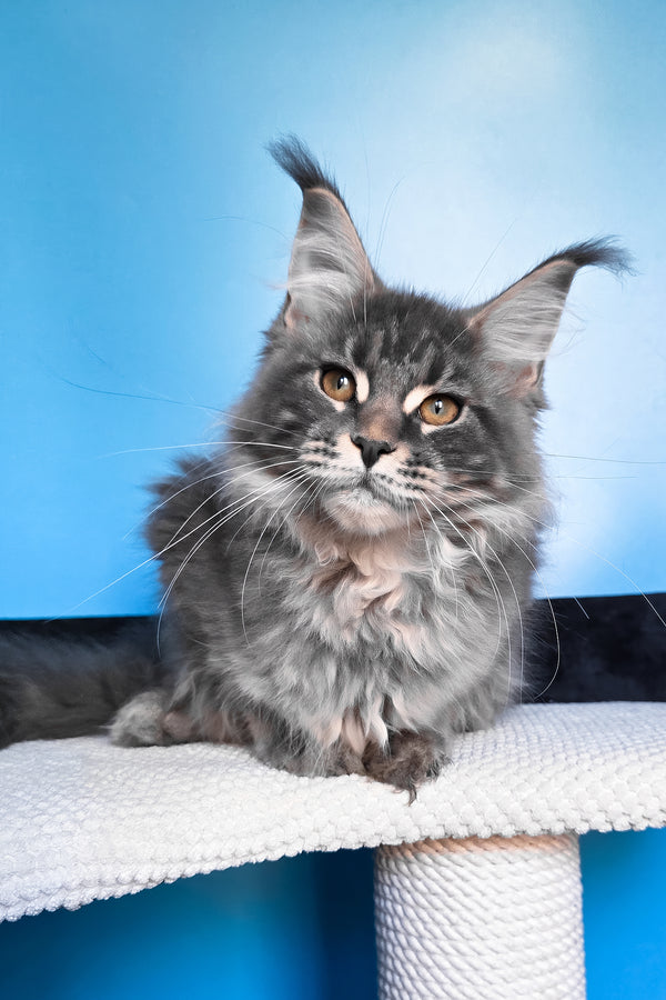 Bassi | Maine Coon Kitten
