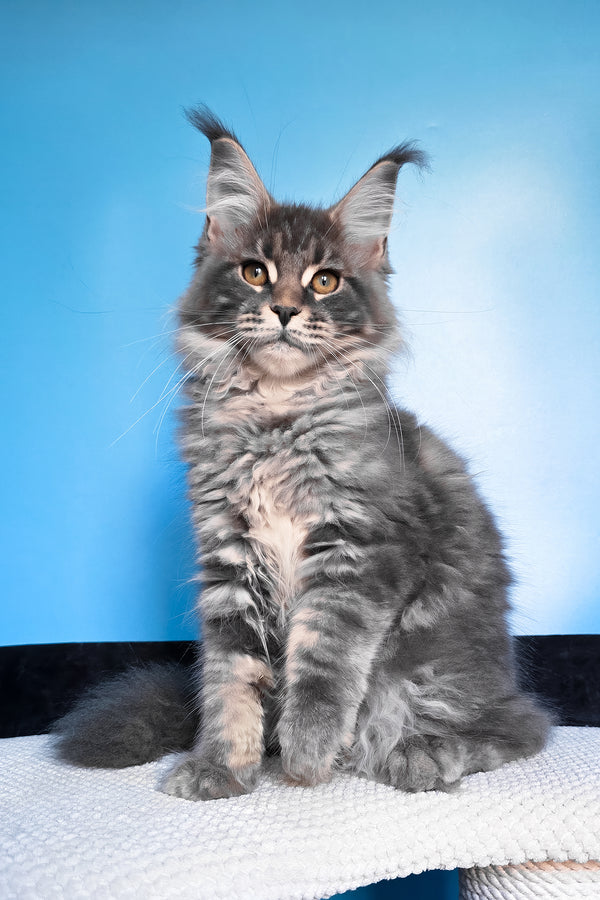 Bassi | Maine Coon Kitten