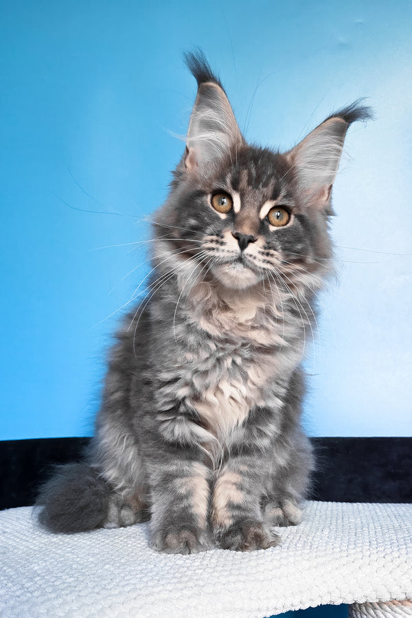 Bassi | Maine Coon Kitten