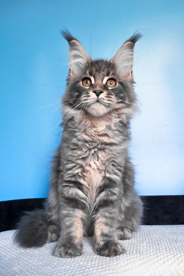 Bassi | Maine Coon Kitten