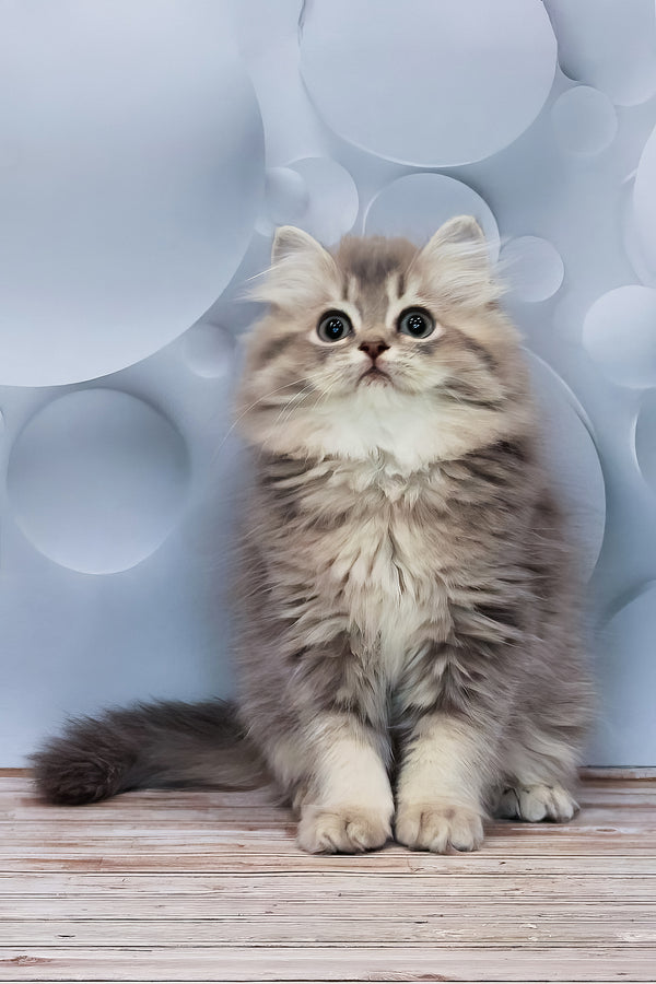Basted | British Longhair Kitten