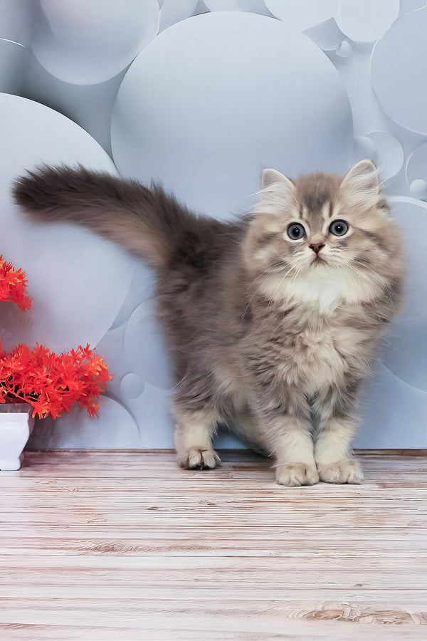 Basted | British Longhair Kitten
