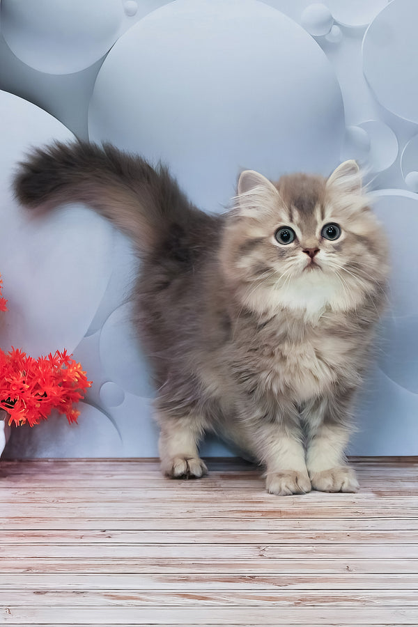 Basted | British Longhair Kitten
