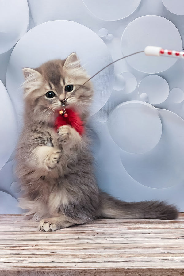 Basted | British Longhair Kitten