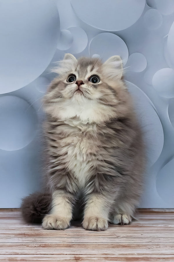 Basted | British Longhair Kitten