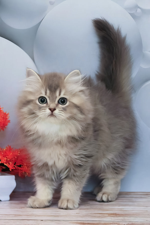 Basted | British Longhair Kitten