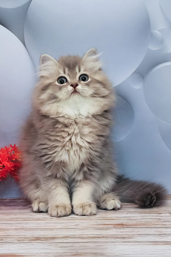 Basted | British Longhair Kitten