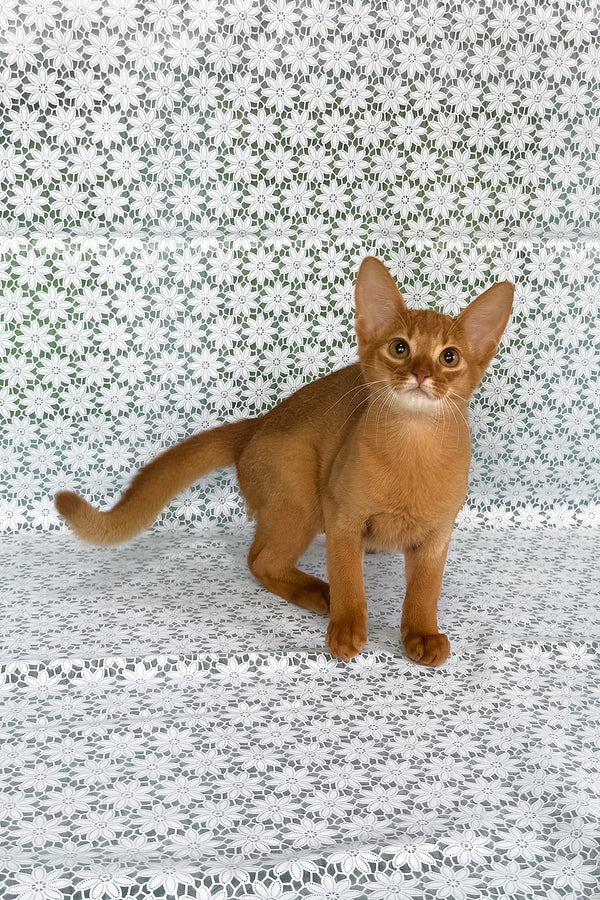 Bastet | Abyssinian Kitten