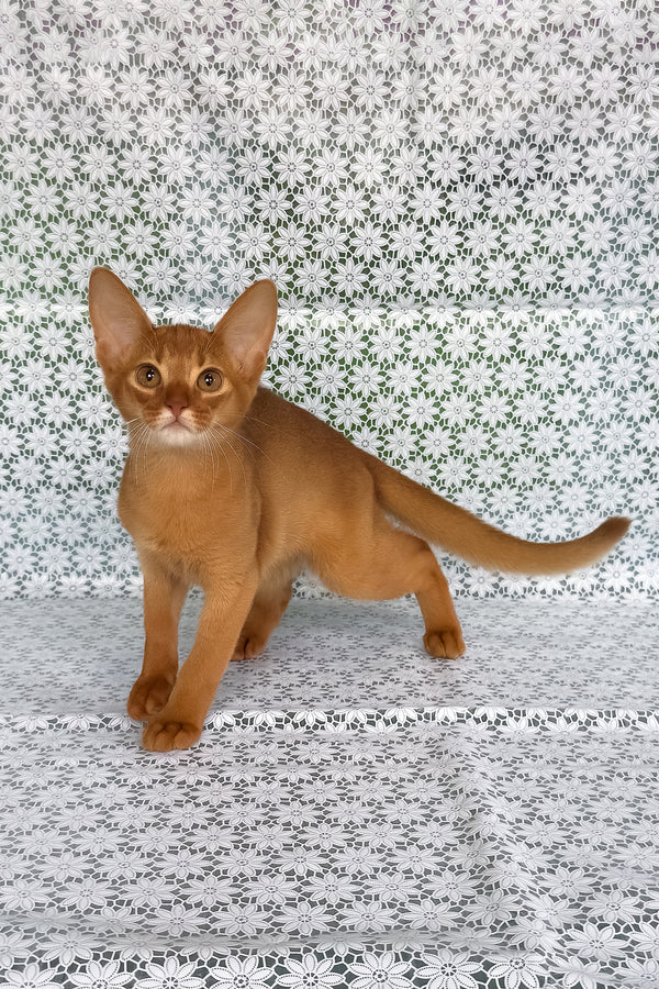 Bastet | Abyssinian Kitten